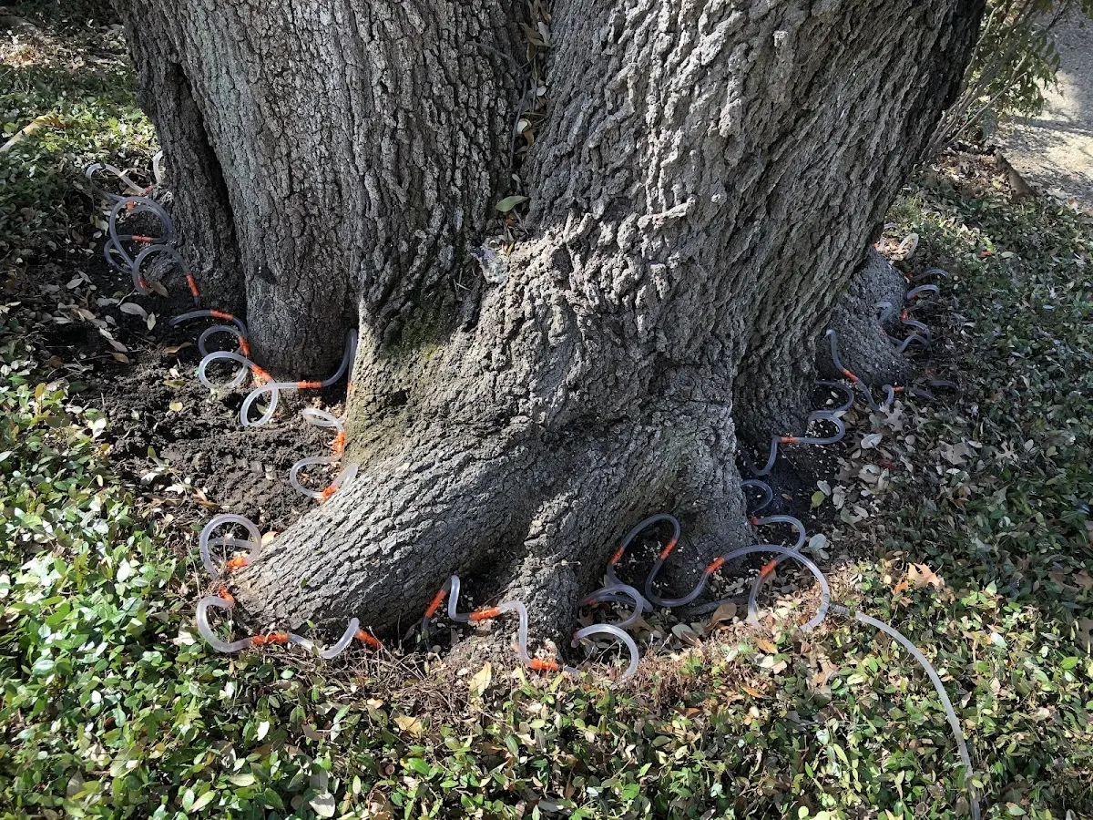 Detailed Tree Cabling and Bracing job site in Cisne
