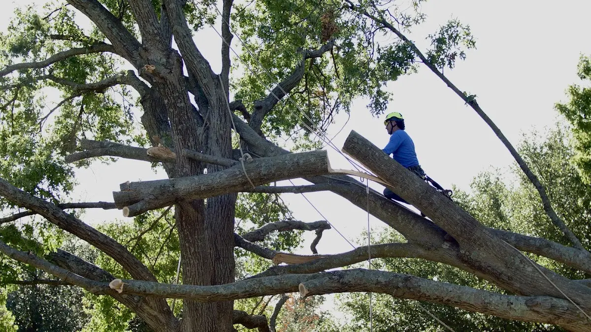 Professional Hazardous Tree Removal performed by certified arborists in Cisne